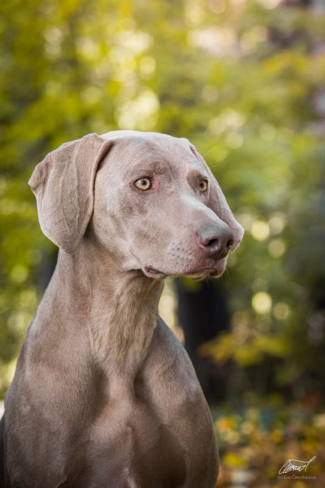 Almost Heaven of DiamWeim