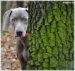 GCh., JCh., Ch. Almost Heaven of Diam Weim  U