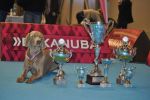 GCh., JCh., Ch. Almost Heaven of Diam Weim  U