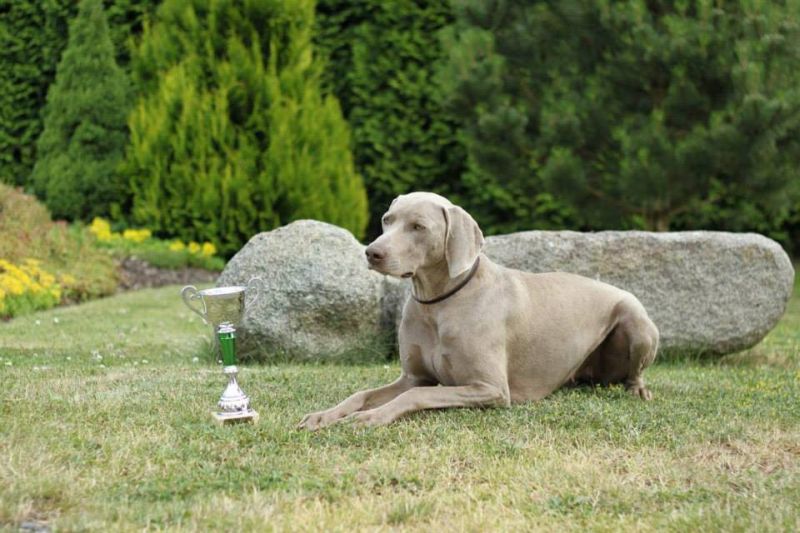 Weimaraner GCh., JCh., Ch. Almost Heaven of Diam Weim  U 