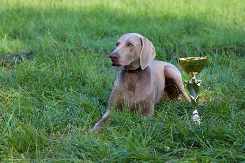 Amber The Jewel of DiamWeim