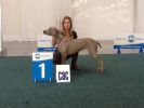 Ch. Amber The Jewel of DiamWeim