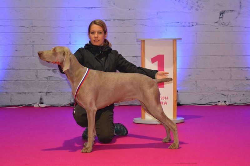 Weimaraner Ch. Amber The Jewel of DiamWeim