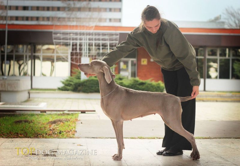 Weimaraner Ch. Angie Royal Splendour of DiamWeim