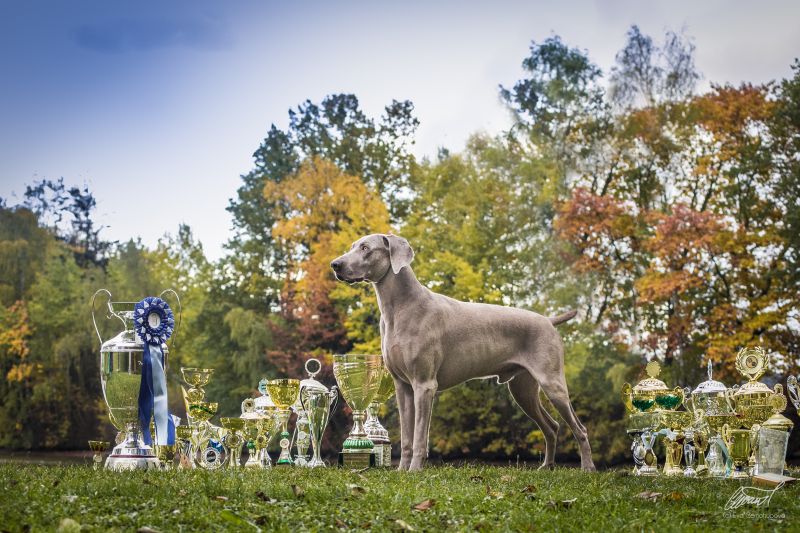 Weimaraner ATREY FOREVER HERO OF DIAM WEIM