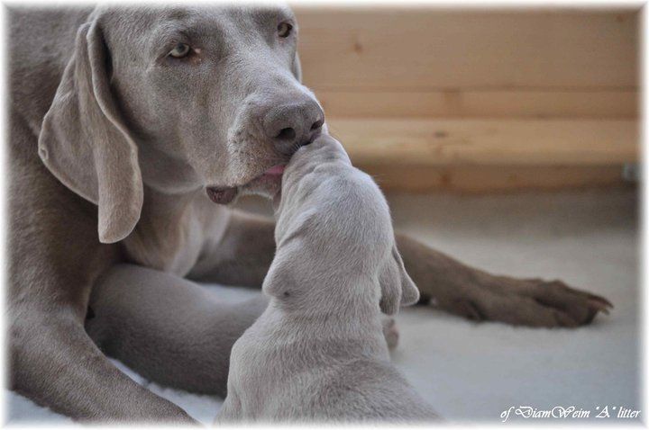 weimaraner puppies