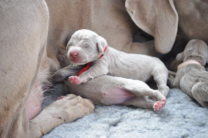 weimaraner puppies