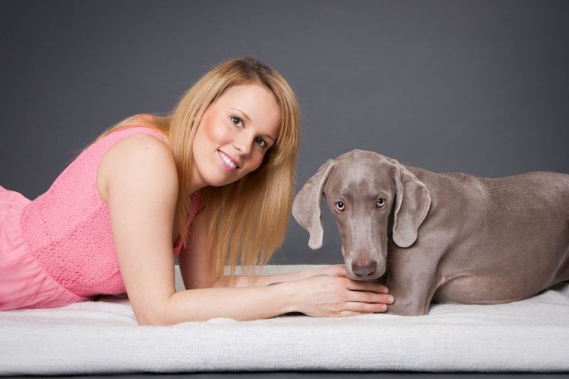 Weimaraner  GCh. Ch. JCh. Born to Be My Lolla of Diam Weim 