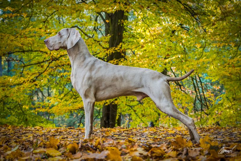 Weimaraner LUKEDOM IDOLS EYE