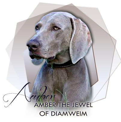 Vmarsk oha Amber The Jewel of DiamWeim