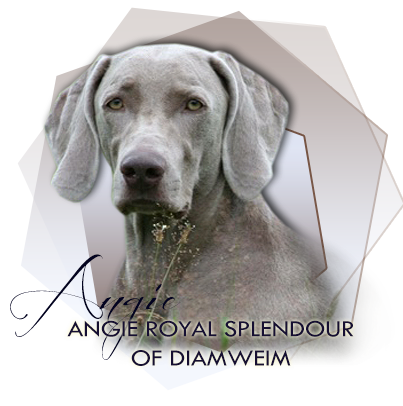 Výmarský ohař Angie Royal Splendour of DiamWeim 