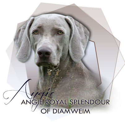 Vmarsk oha Angie Royal Splendour of DiamWeim 