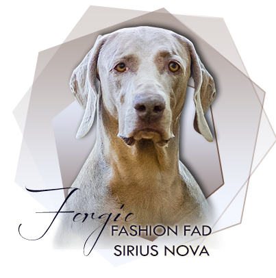 Weimaraner FASHION FAD SIRIUS NOVA