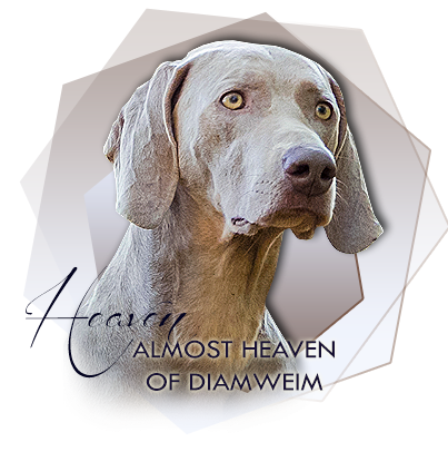 Weimaraner Almost Heaven of Diam Weim 