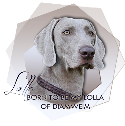 Weimaraner Born to Be My Lolla of Diam Weim 