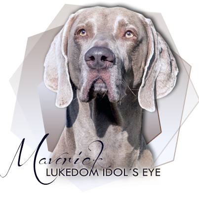 Weimaraner LUKEDOM IDOLS EYE