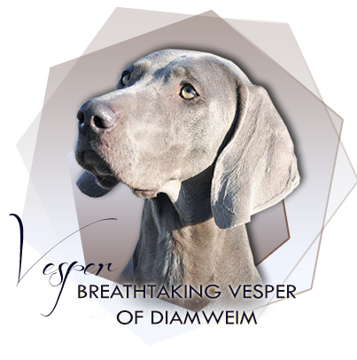 Weimaraner Breathtaking Vesper of Diam Weim