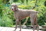 Breathtaking Vesper of Diam Weim