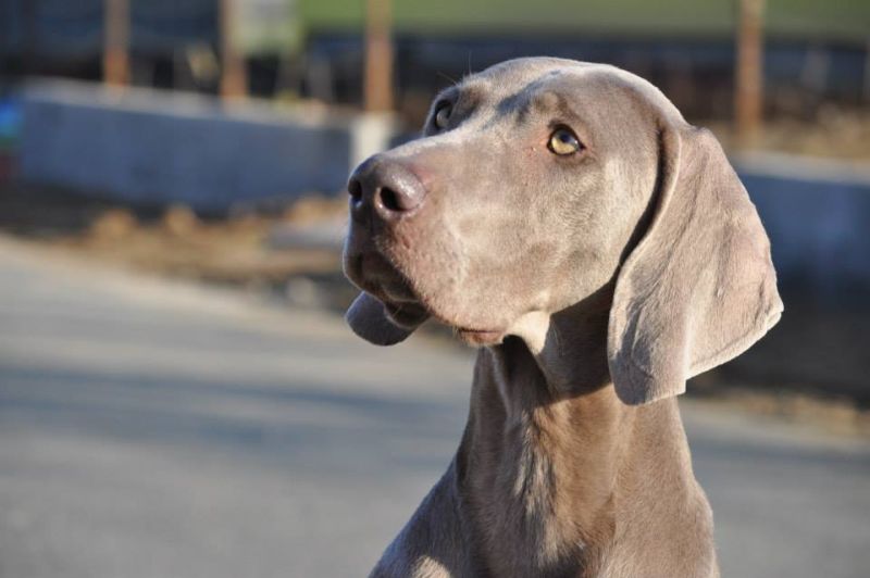 Almost Heaven of DiamWeim