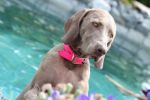 Breathtaking Vesper of Diam Weim