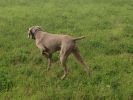 Breathtaking Vesper of Diam Weim