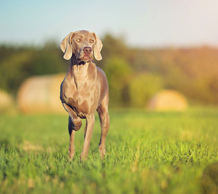 Weimaraner Breathtaking Vesper of Diam Weim 