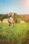 Breathtaking Vesper of Diam Weim