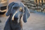 Breathtaking Vesper of Diam Weim