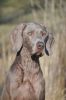 Breathtaking Vesper of Diam Weim