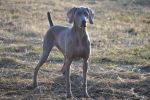 Breathtaking Vesper of Diam Weim