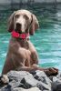 Breathtaking Vesper of Diam Weim