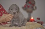 weimaraner puppy