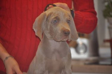 weimaraner puppy