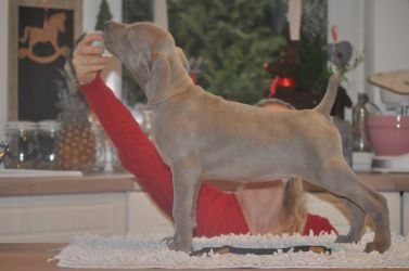 weimaraner puppy